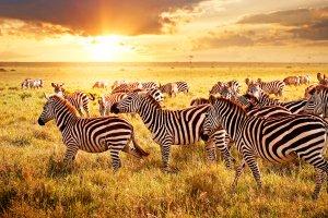 坦桑尼亚--体验非洲的潜水圣地