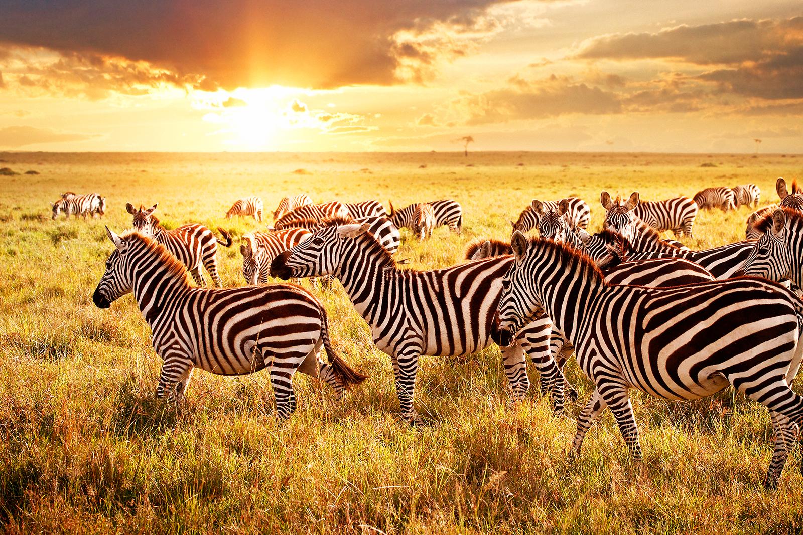 Tanzania - experience the African mecca for diving