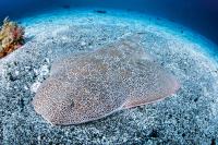 Polorejnoci - Angel Shark