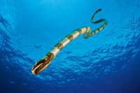 Vlnožil užovkový - Banded Sea Krait