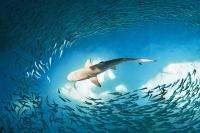 Žralok černoploutvý - Blacktip Reef Shark