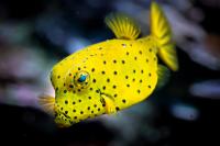 Peixe Cofre