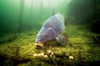 Carp