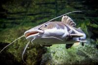 Sumec - Catfish