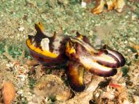 Sépie - Cuttlefish