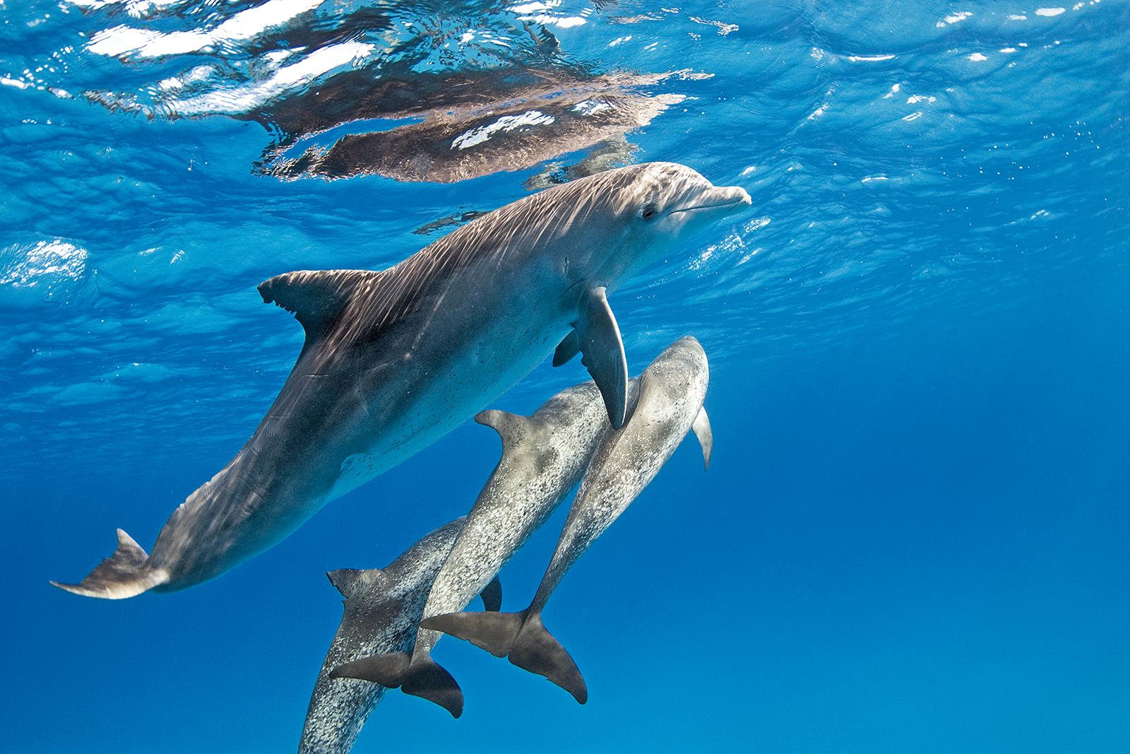 Discover the best places in the world to dive with dolphins