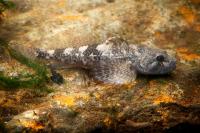 Vranka obecná - European Bullhead