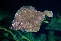 比目魚
