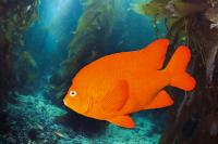 Donzela Garibaldi