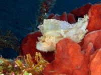 Houpavec ropušnicovitý - Leaf Scorpionfish
