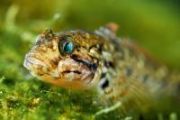 Hlavačka - Loach Goby