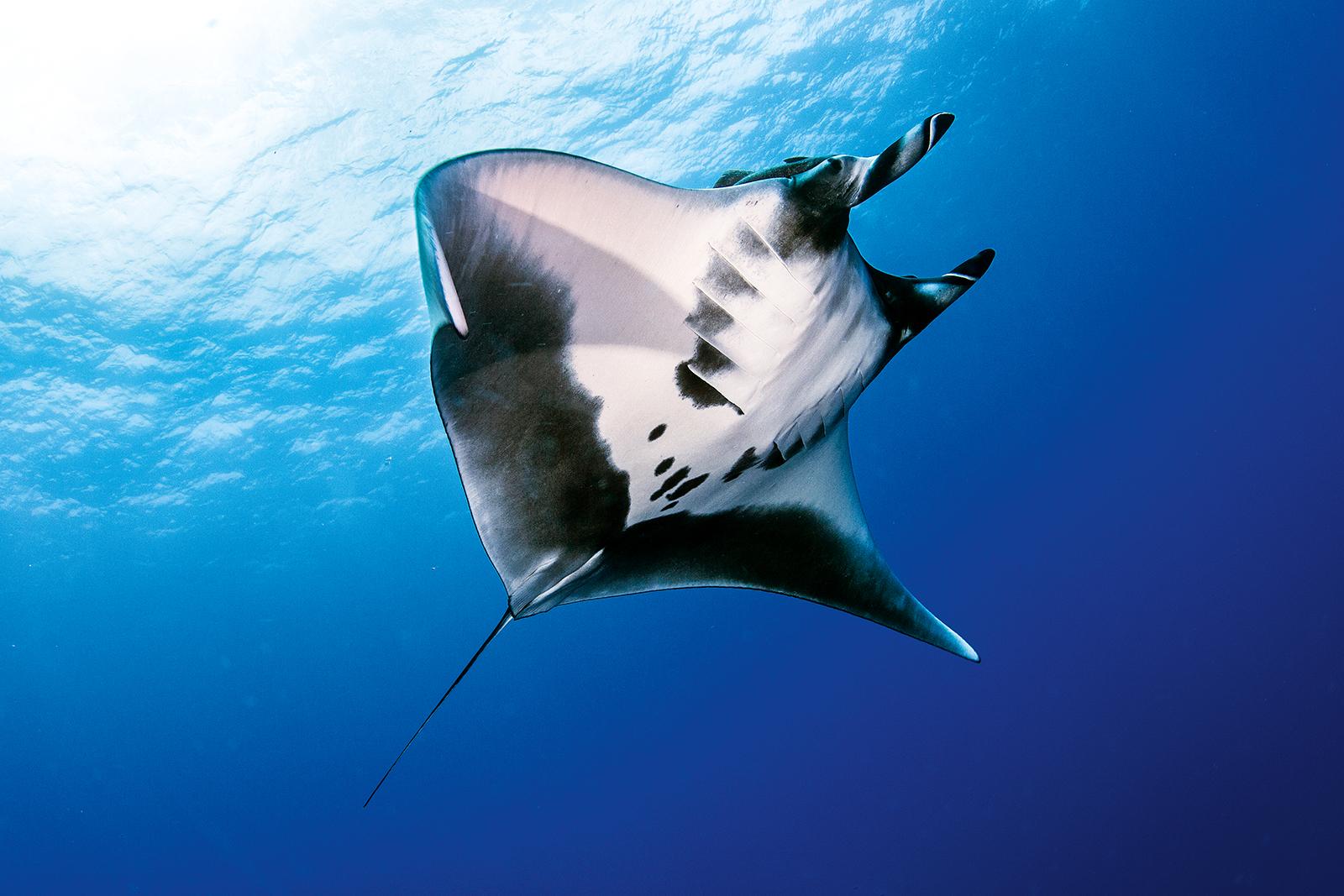 The best places to dive with rays