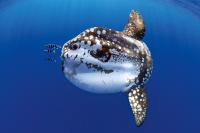 Ocena Sunfish