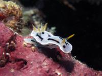 Nudibrânquio