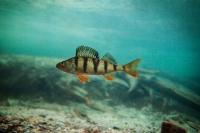 Perch