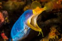Moreia Azul Listrada (Moreia Fantasma)