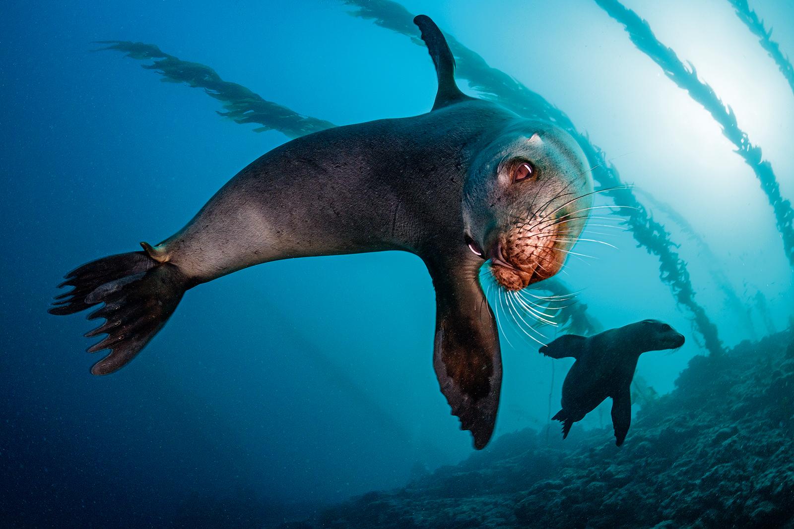 Top Spots to Encounter Seals and Sea Lions