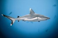 Žralok stříbrocípý - Silvertip Shark