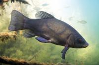 Tench
