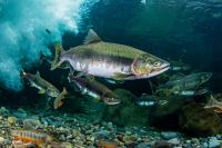 Trout