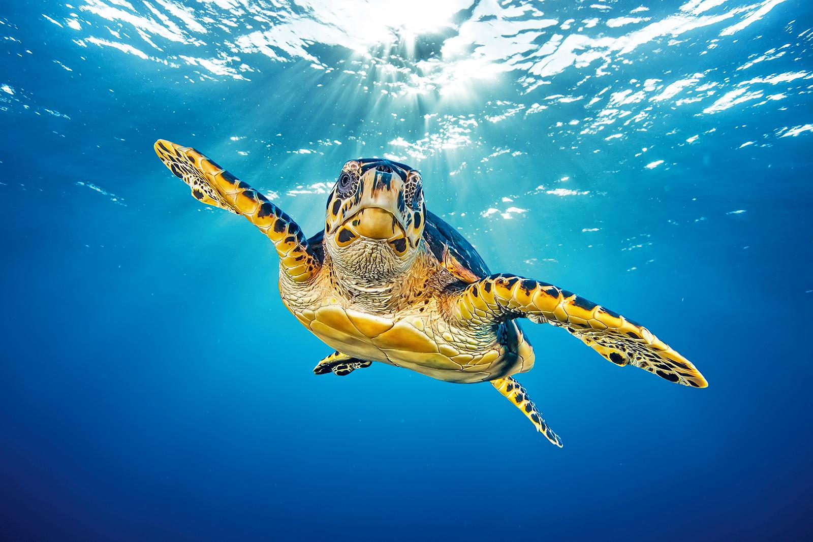 Diving with the ocean’s ancient creatures - Sea Turtles