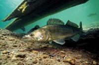 Walleye