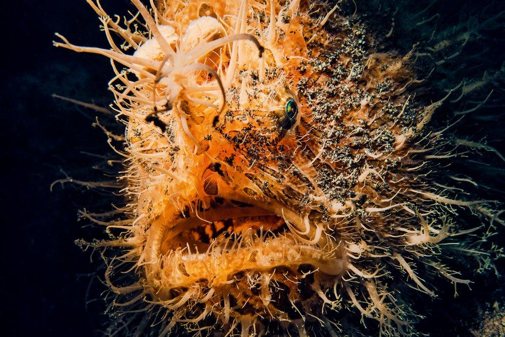 frogfish (c) iStock/atese