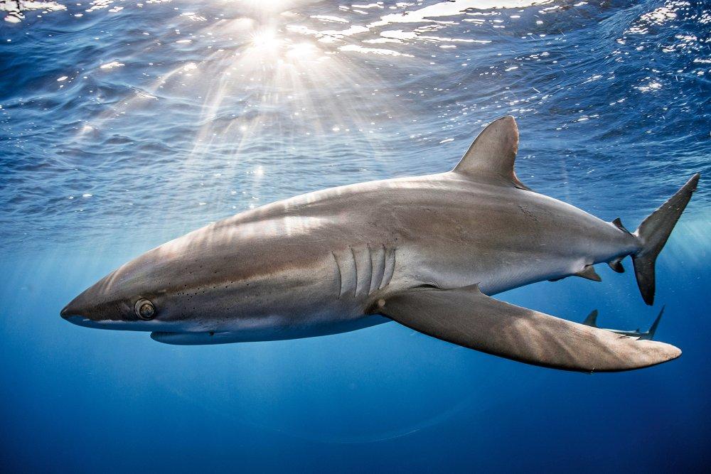 A shark under the water (c) Alamy/Cultura-Creative