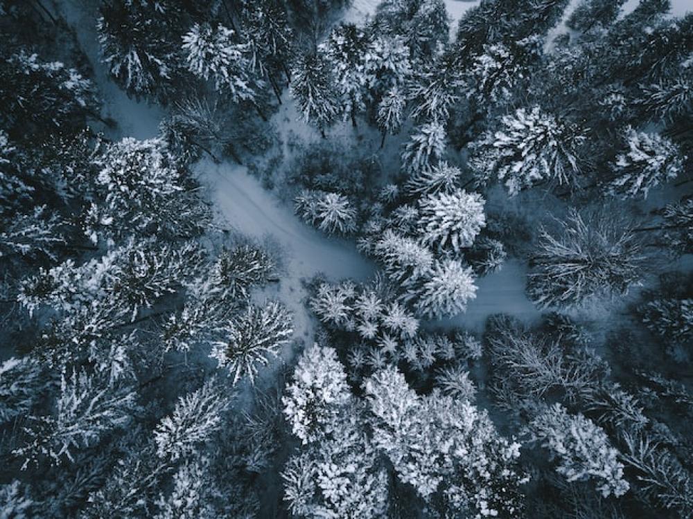 winter forest