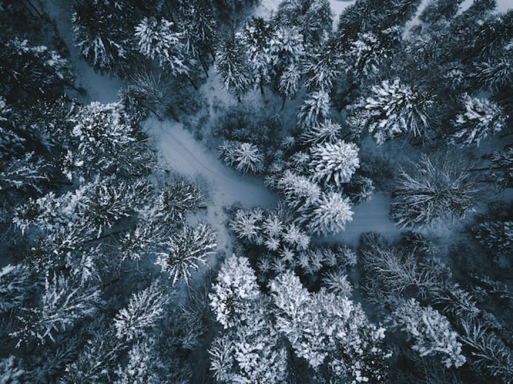 winter forest (c) unsplash