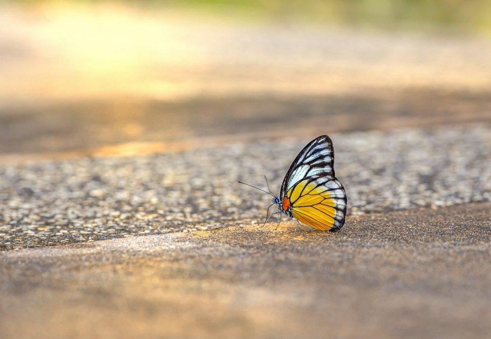 butterfly at the beach (c) pixabay