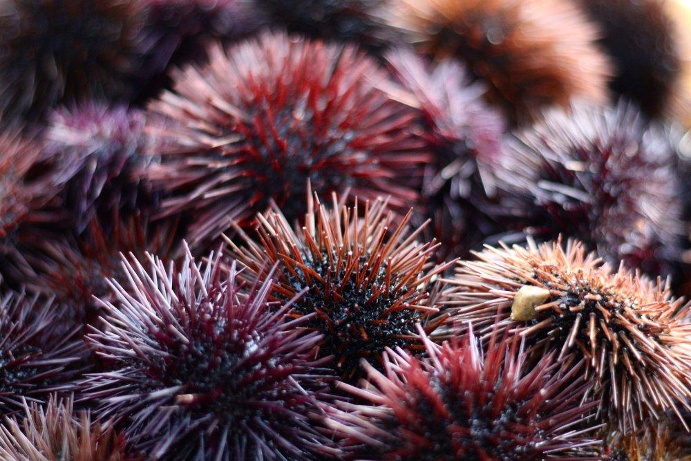 sea urchins (c) unsplash