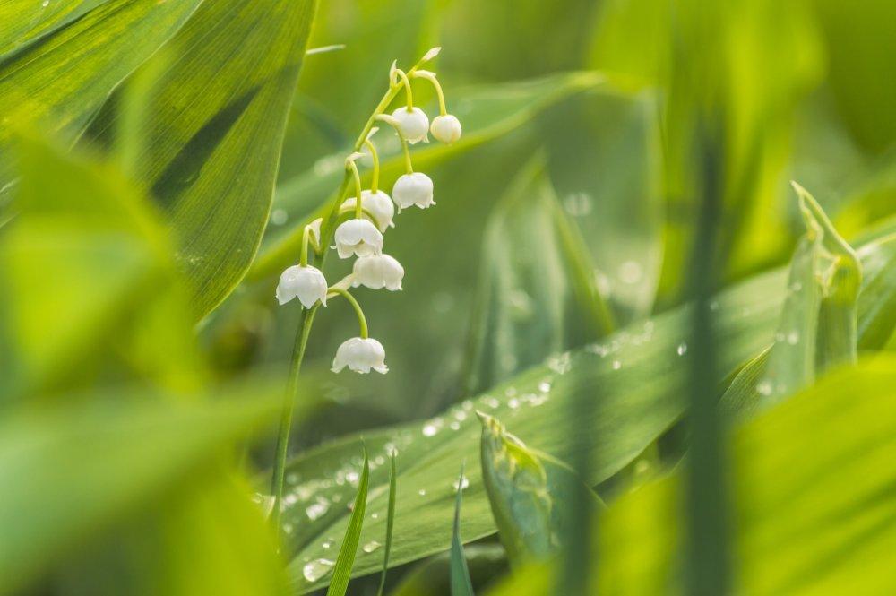 little bells of May (c) unsplash